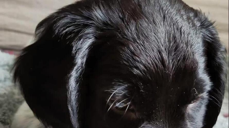 黑色狗狗高清壁纸