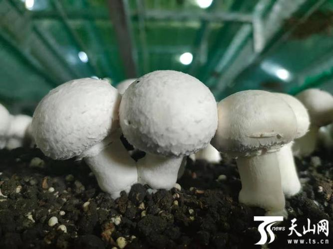 新疆柯坪县的双孢菇上市了首批4吨双孢菇将销往全疆各地