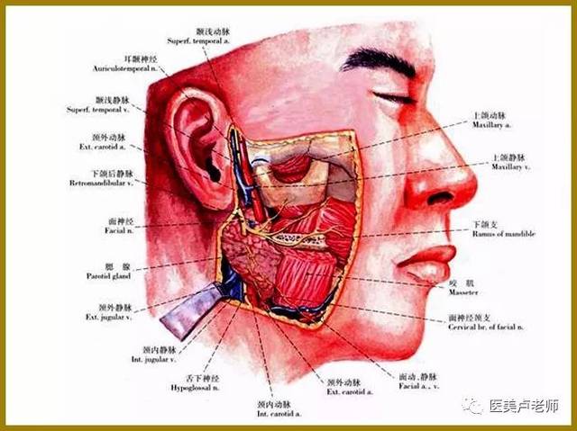 腮腺咬肌部位的解剖_手机搜狐网