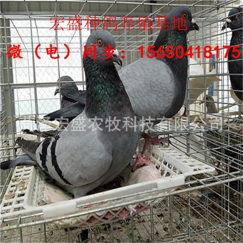 落地王鸽价格 黑色落地王鸽子青年鸽 美国落地王鸽种鸽 肉鸽品种