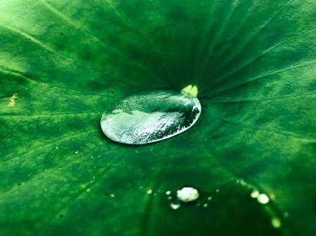 荷叶上的水珠3