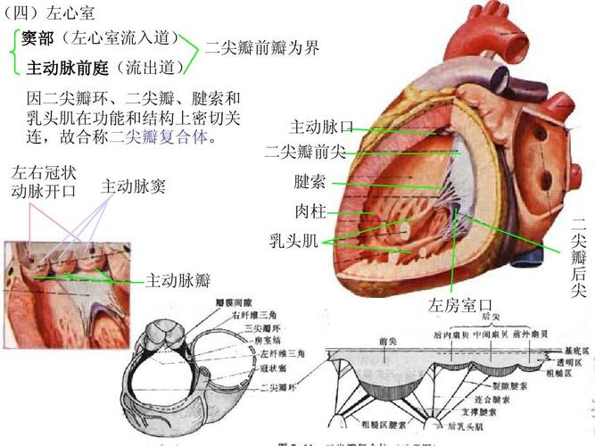 所有分类 高等教育 医学 心血管系统解剖学课件0ppt (四)左心室 窦部