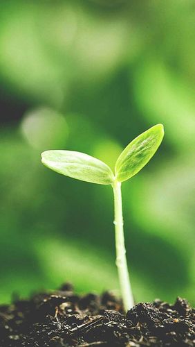 【河北省承德市滦平县第二幼儿园】——春天,从播种一粒种子开始了