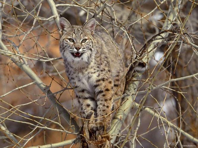 手机壁纸:动物, 山猫, #5873