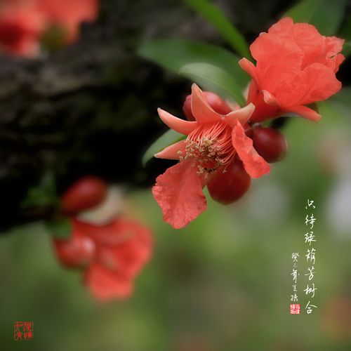 只待绿荫芳树合