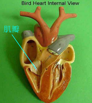 麻雀的身体有哪些解剖结构