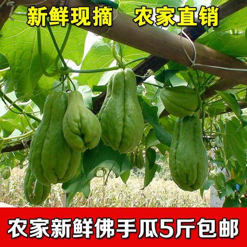 四川洋瓜包邮5斤合掌丰收捧瓜葵瓜农家蔬菜手机保护套