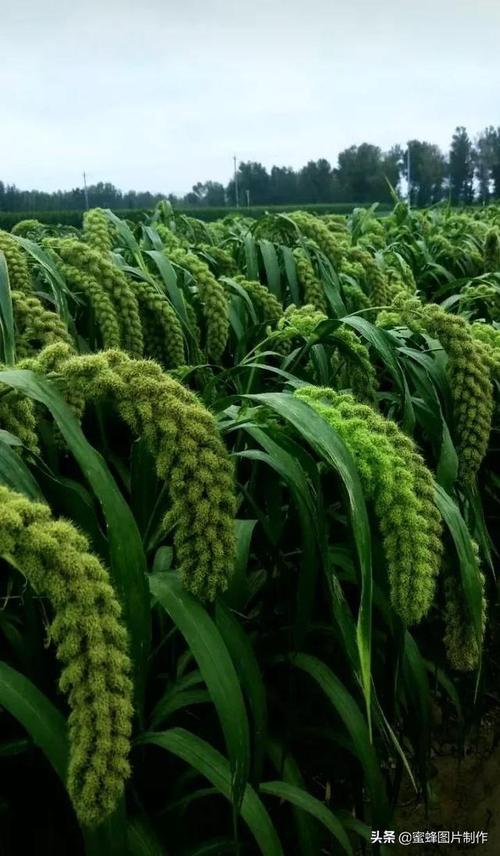 五谷丰登丰收在望壁纸美图