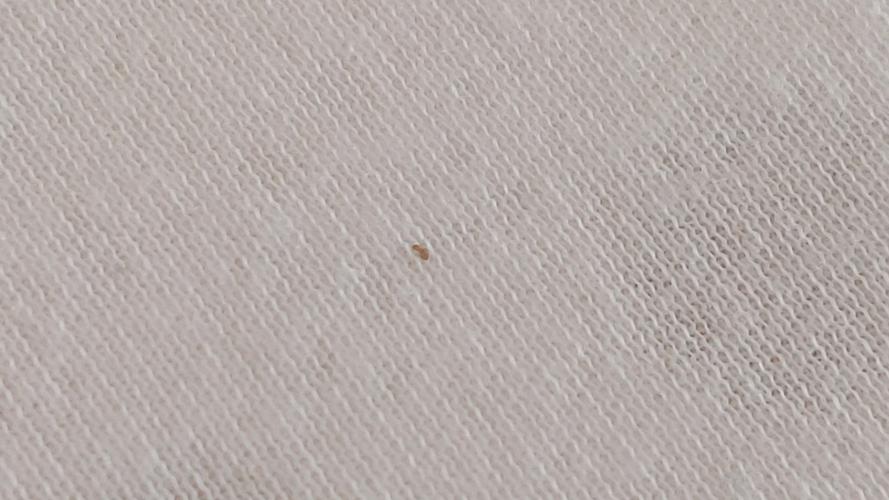 xdm你们遇到过床上好多小虫子吗叫书虱