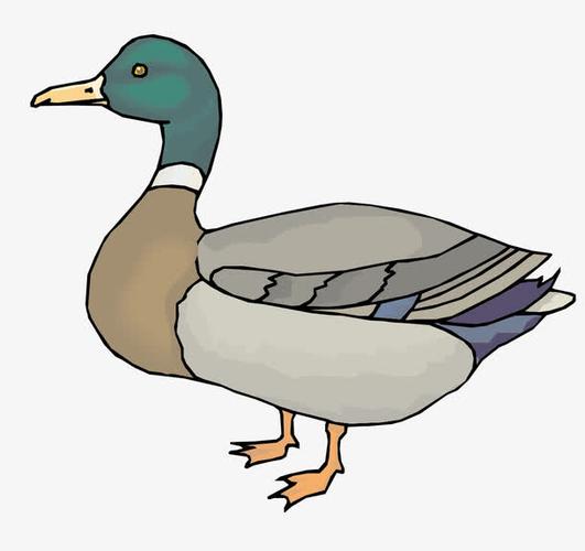 手绘/卡通 卡通元素 > 矢量野鸭子素材  收藏 [声明] 觅元素所有素材