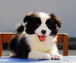 出售双血统赛级边境牧羊犬 纯种七白三通边牧幼犬活体宠物狗