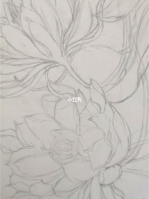 黑白线条画|昙花_仙人掌_秋天去哪玩_文化_绘画