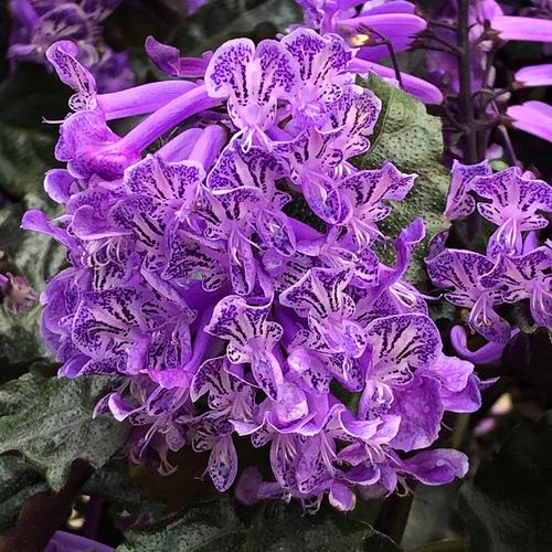 特丽莎薰衣草吸毒草盆栽苗阳台室内开花盆栽莫奈香草