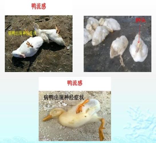 近期黄病毒腺病毒心包积液流感混合感染为常见