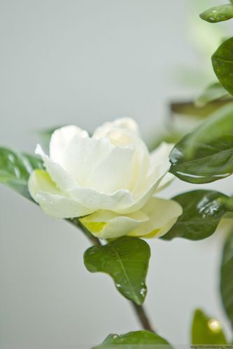 四月的栀子花又开了 洁白芳香 一如童年 更思念家乡的栀子花 还有数不