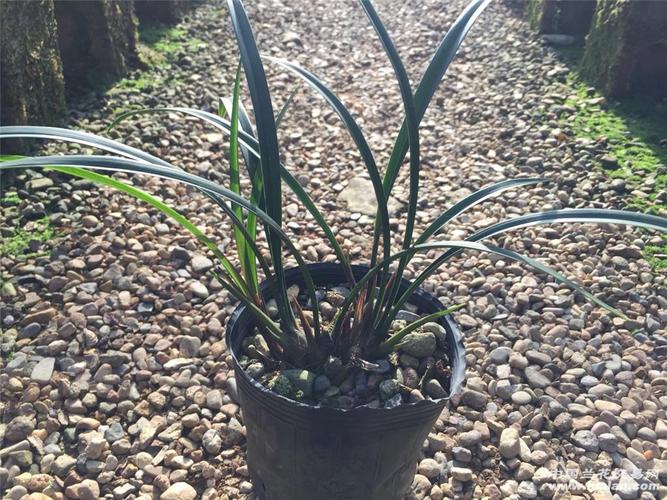 浓香型奇花富山奇蝶带6芽超划算附本园开品