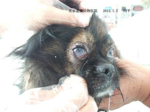 一例犬眼底线虫病例
