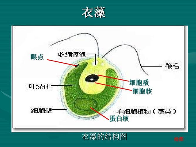 衣藻 眼点 细胞质 细胞核 蛋白核 衣藻的结构图 第17页 (共21页,当前