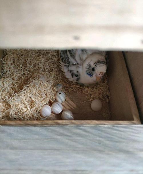 一对虎皮鹦鹉繁殖历程