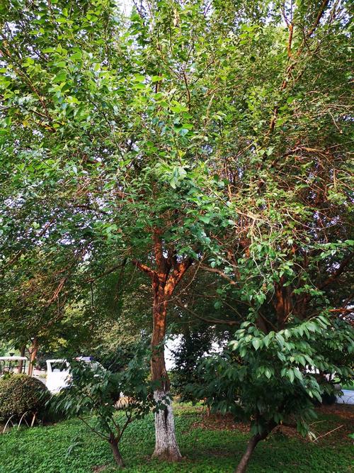 理论研究  桑树的树皮带有横切纹,树叶采摘后有白色粘稠汁液.