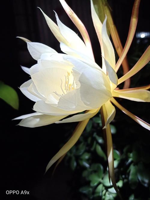 昙花一现最美瞬间