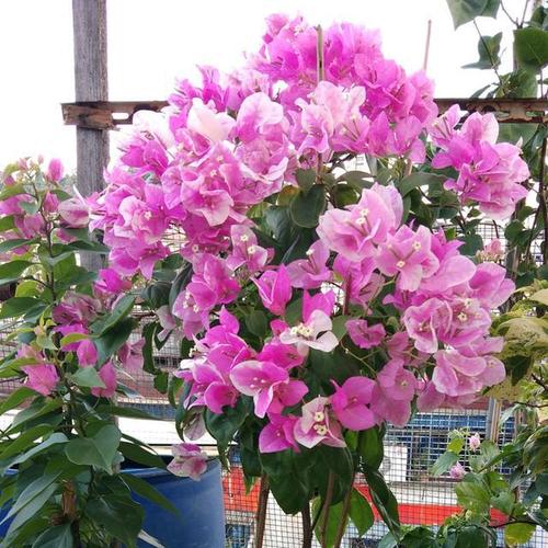 1,三角梅养护中需要合理的浇水,一旦长时间不浇水土