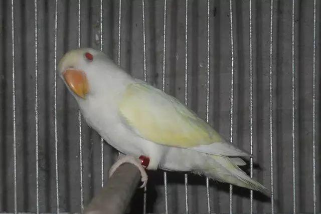 面类牡丹鹦鹉18种基础基因介绍