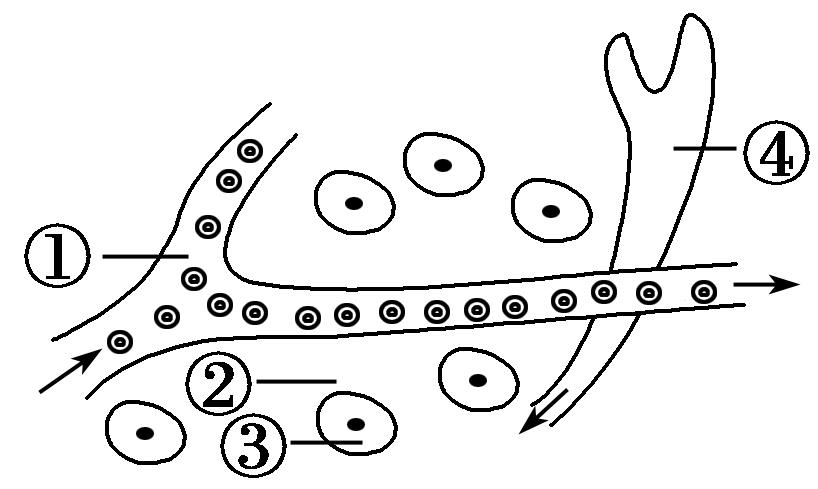 如图为正常人体内肝细胞局部结构示意图,其中①②③④分