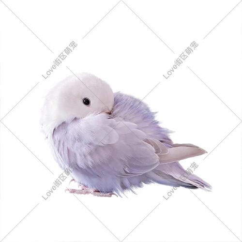 人工手养合法桃面类牡丹鹦鹉活体雏鸟亲人易上手薰衣草包活包邮