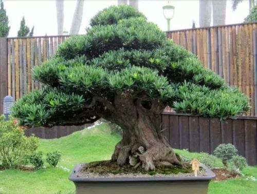 干松湿柏对罗汉松不适用