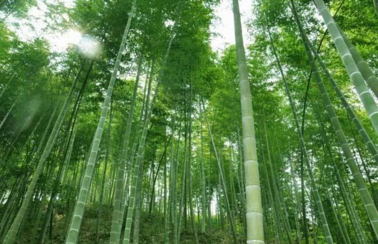 醍醐灌顶 生命拔节