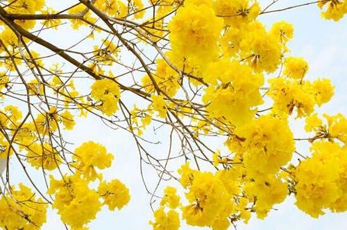 银杏会开花吗,详解三代人才能看见开花的公孙树