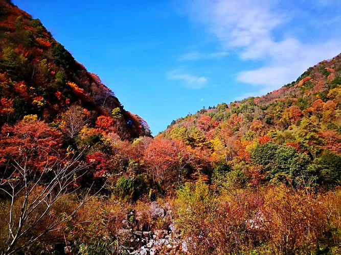 霜天红叶唐家河