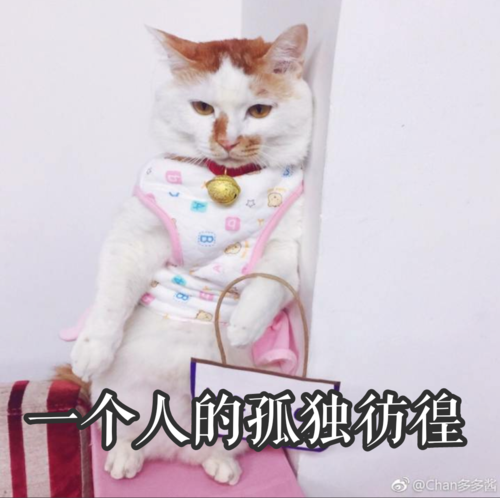 猫咪:多多 猫咪表情包