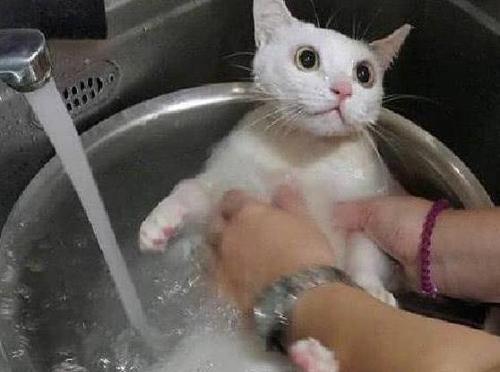 猫咪洗澡露出惊恐表情,铲屎的有话好好说,我不反抗就是了!