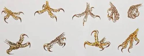 鹰的写意画法中国画教程