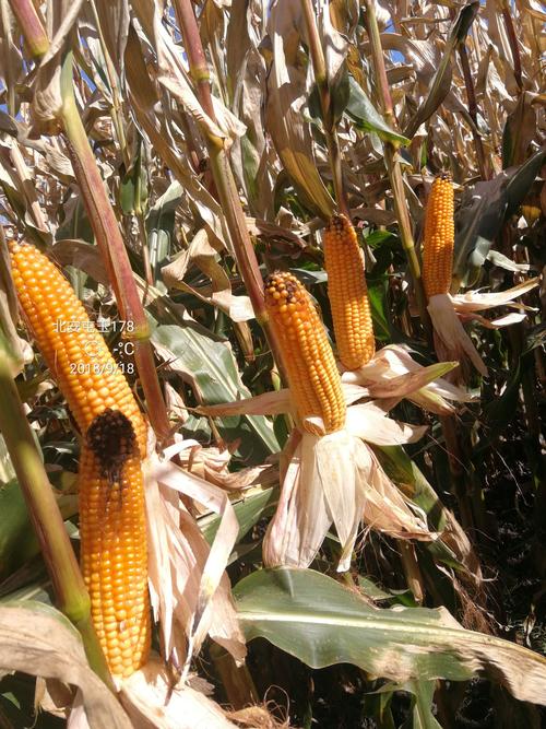 黑龙江屯玉178品种表现