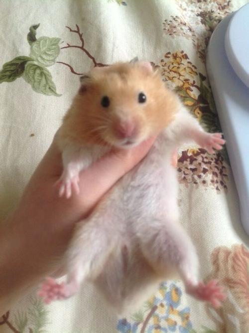 成年金丝熊虎纹熊眼圈白熊纯色虎纹熊宠物仓鼠成年仓鼠成年熊活体