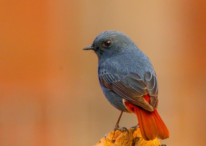 石燕成鸟怎样分公母 石燕鸟怎么分公母