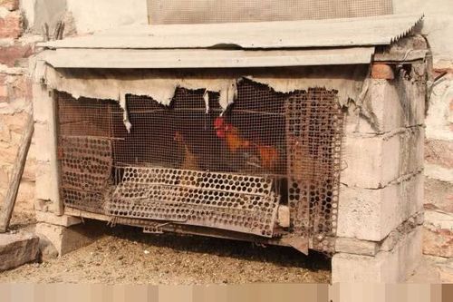 鸡舍  