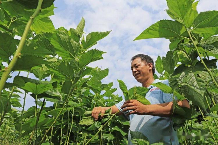 种桑养蚕助力乡村振兴