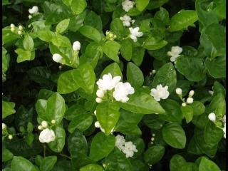 纯白色小花雏菊高清电脑桌面壁纸2