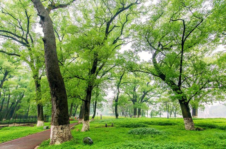 香樟林(漳平江滨公园)
