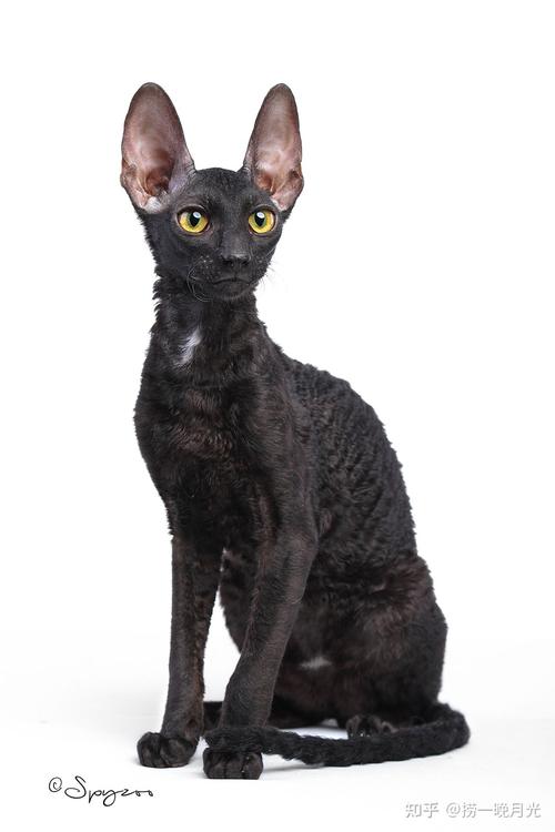 柯尼斯卷毛猫看起来就不像正经猫