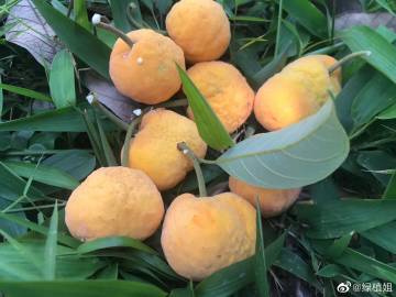 似柠檬的白桂木果 白桂木是桑科波罗蜜属植物,分布于中国广,海南,福建