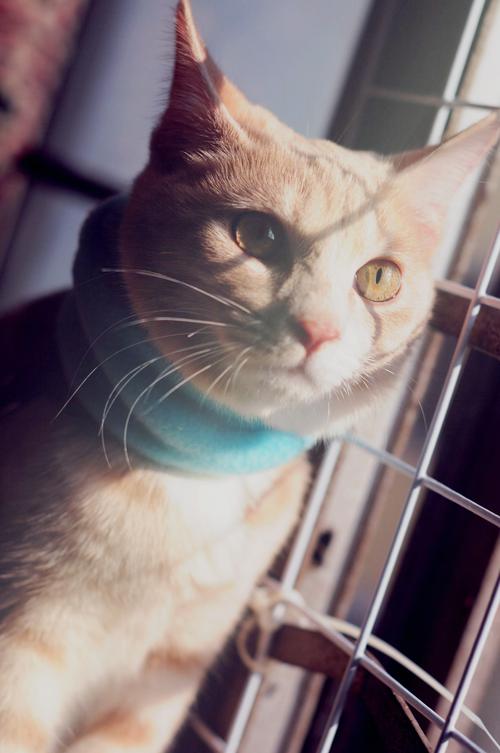 那只唤作:nono 的白毛毛 红围巾的小咪 啊~ 在其他猫儿都向别人 努力