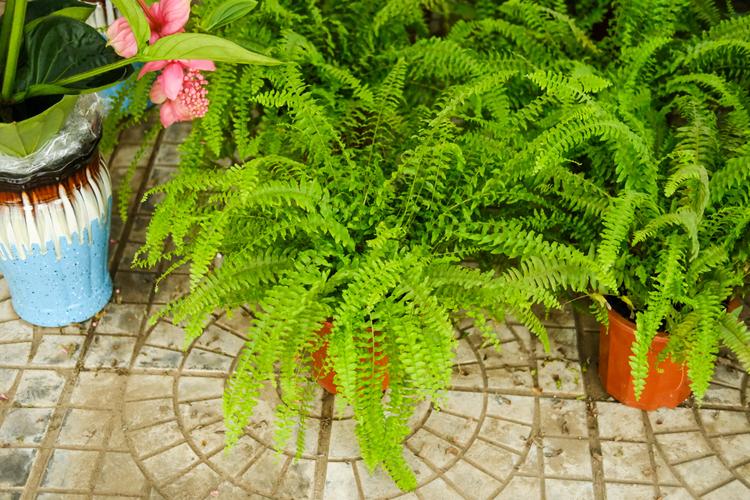 波士顿蕨类植物怎么养,可以剃头吗