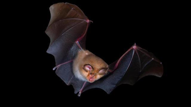 因发现潜入蝙蝠携带狂犬病毒美国动物园要求近200游客接种疫苗