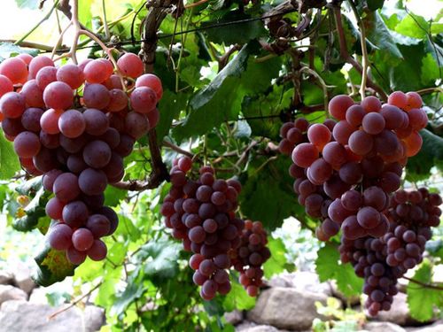 大兴采育葡萄园 "中国葡萄之乡"