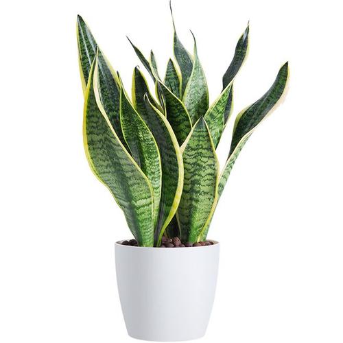 金边虎皮兰吸甲醛植物盆栽室内花卉绿植客厅净化空气防辐射虎尾兰